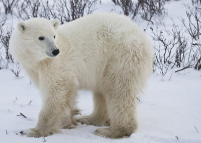 Polar Bear 66