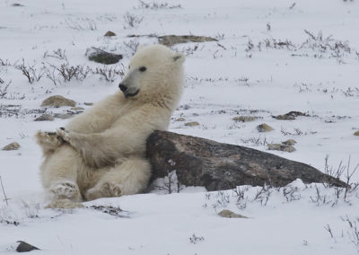Polar Bears 67