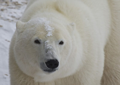 Polar Bears 68