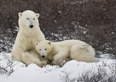 Polar Bears 73