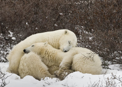 Polar Bears 74