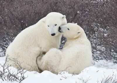 Polar Bears 76