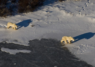 Polar Bears 81