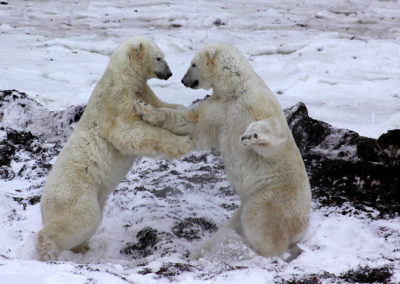 Polar Bears 51