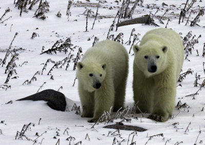 Polar Bears 56