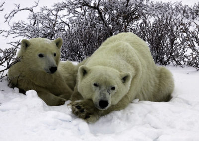 Polar Bears 57