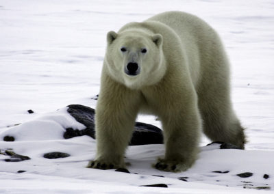 Polar Bears 58