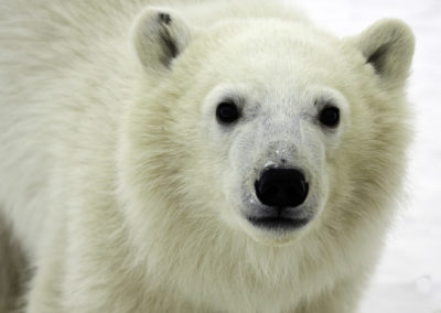 Polar Bears 60