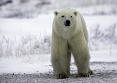 Polar Bears 2