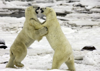 Polar Bears 4