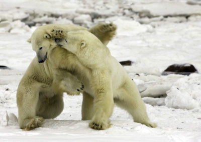Polar Bears 5