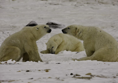 Polar Bears 6