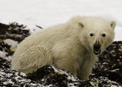 Polar Bears 8