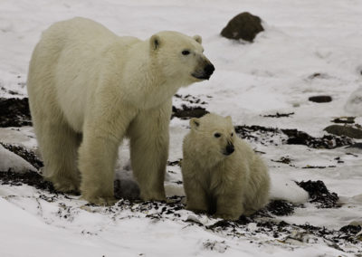 Polar Bears 9