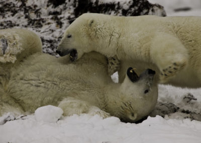 Polar Bears 11