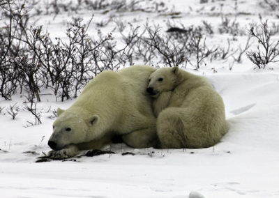 Polar Bears 12