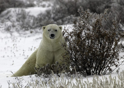 Polar Bears 14