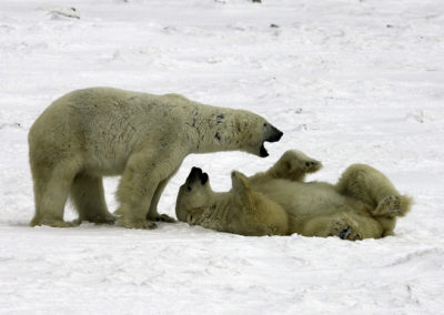 Polar Bears 16