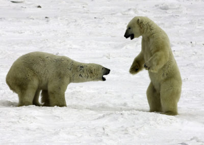 Polar Bears 18