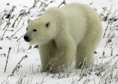Polar Bear 19