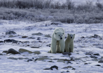 Polar Bears 20