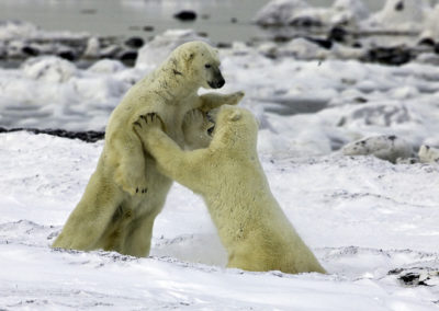 Polar Bears 23