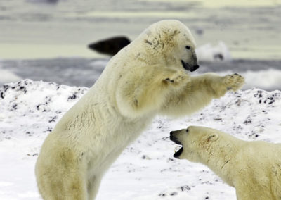 Polar Bears 24