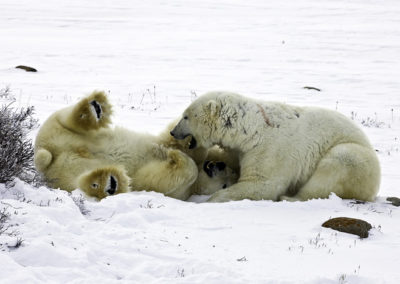 Polar Bears 25