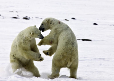 Polar Bears 26