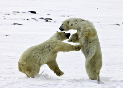 Polar Bears 27