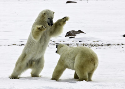 Polar Bears 28
