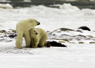 Polar Bears 30