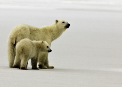 Polar Bears 31