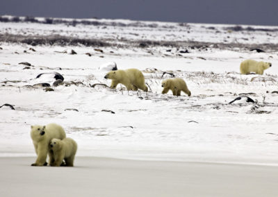 Polar Bears 32