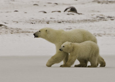 Polar Bears 33