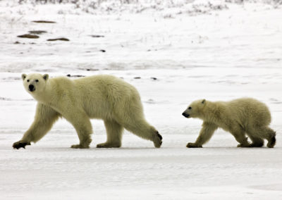 Polar Bears 34