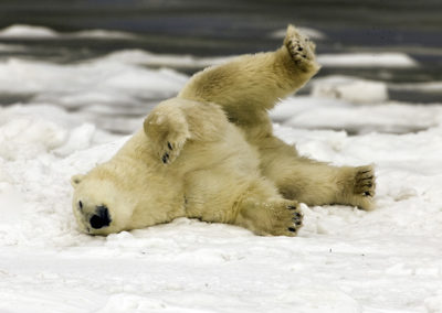 Polar Bears 35