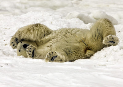Polar Bears 37