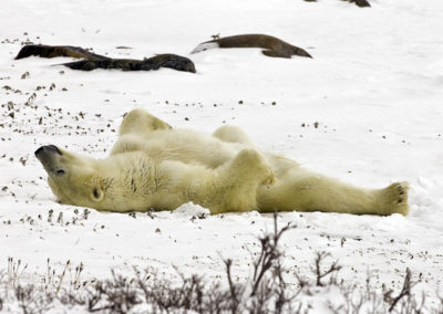 Polar Bears 38