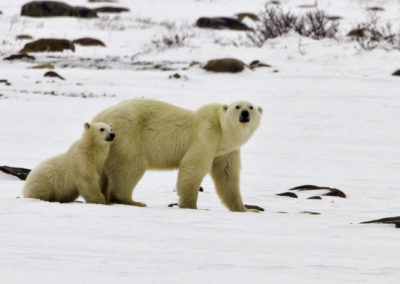 Polar Bears 39