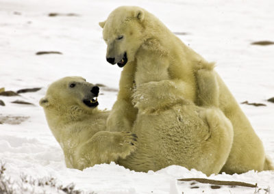 Polar Bears 41