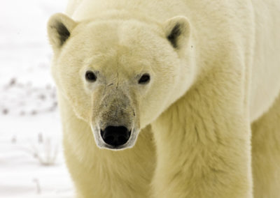 Polar Bears 42