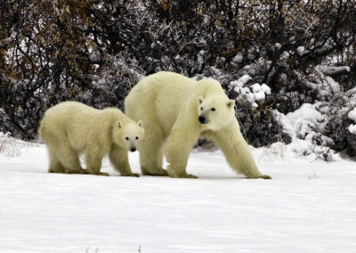 Polar Bears 43