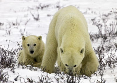 Polar Bears 44