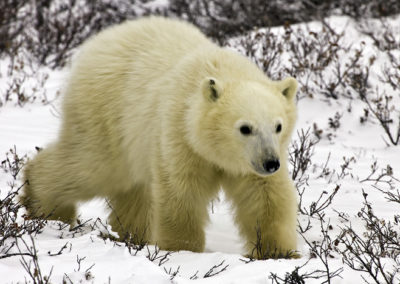 Polar Bears 45