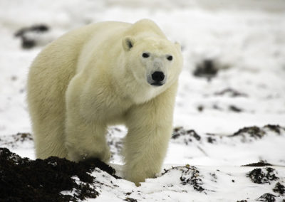 Polar Bear 46