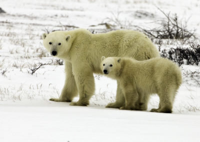Polar Bears 47