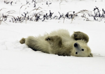 Polar Bears 48