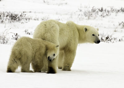 Polar Bears 49