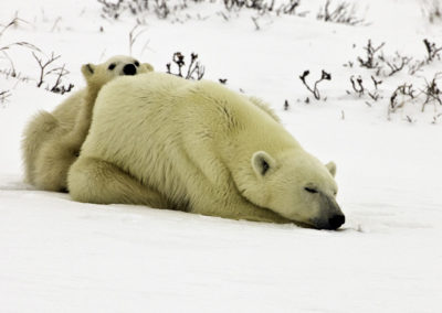 Polar Bears 50